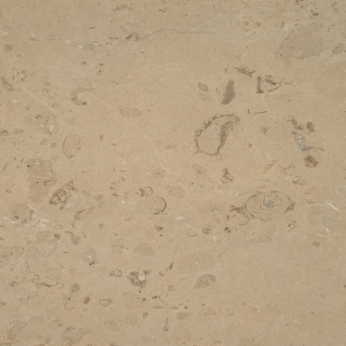 hauteville limestone