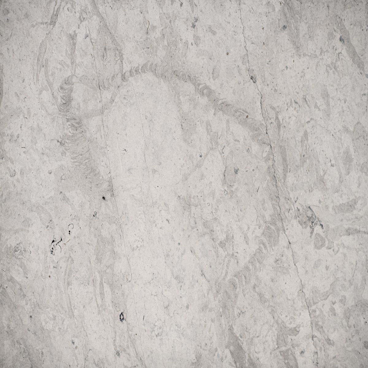 thala grigio limestone